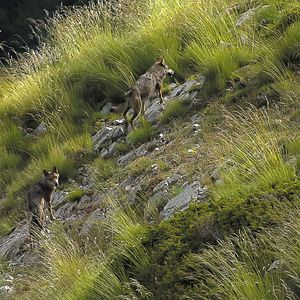 Photo Marche avec les loups