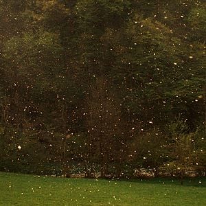 Photo Stories from the Chestnut Woods