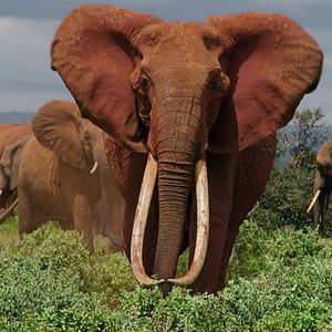 Photo The Elephant Queen