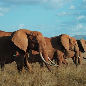 Photo The Elephant Queen