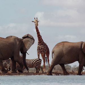 Photo The Elephant Queen