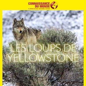 Photo Connaissance du monde : Les Loups de Yellowstone