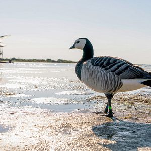 Photo Donne-moi des ailes
