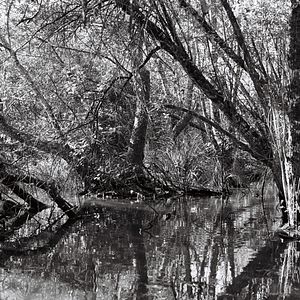 Photo Woods & Waters