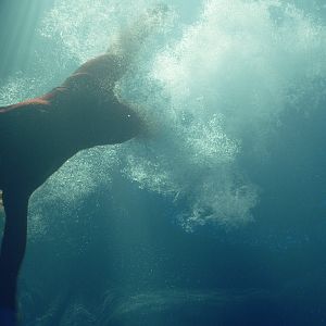 Photo Sea Fever