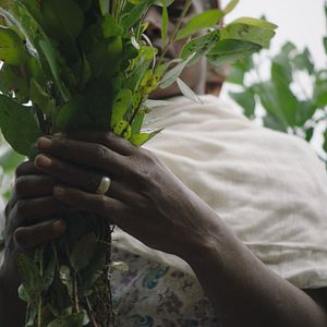 Photo The Great Green Wall