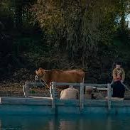 Photo First Cow