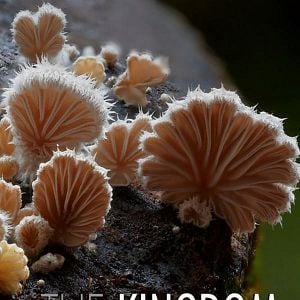 Photo Au Royaume des champignons