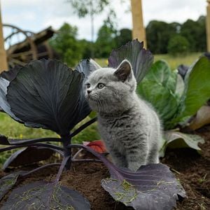 Photo Outlander