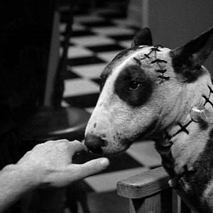 Photo Frankenweenie