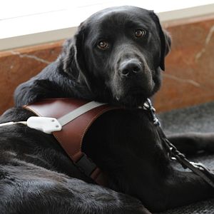 Photo Chien guide d'aveugle en devenir