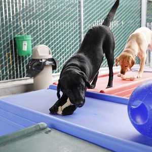 Photo Chien guide d'aveugle en devenir