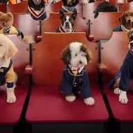 Photo Pup Academy : L'Ecole Secrète