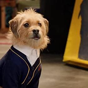 Photo Pup Academy : L'Ecole Secrète