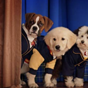 Photo Pup Academy : L'Ecole Secrète