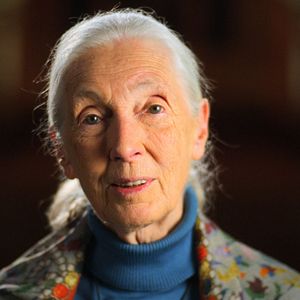 Photo Jane Goodall