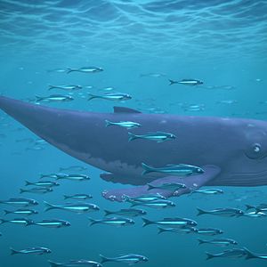 Photo La Baleine et l'escargote