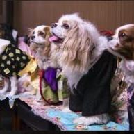 Photo Nos amis les chiens