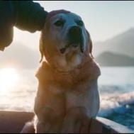 Photo Nos amis les chiens