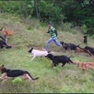 Photo Nos amis les chiens