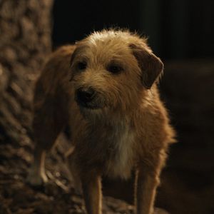 Photo Le Seul et unique Ivan