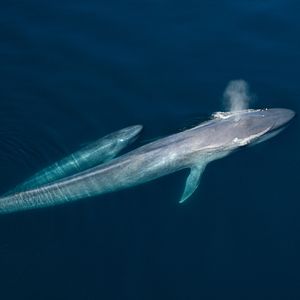 Photo David Attenborough : une vie sur notre planète