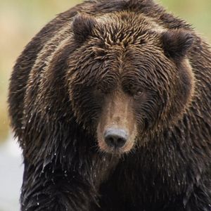 Photo L'Ours en Moi