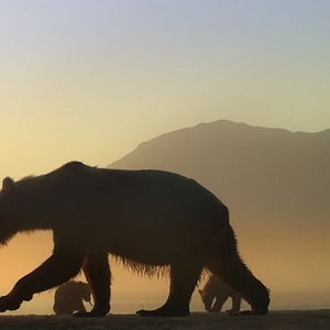 Photo L'Ours en Moi