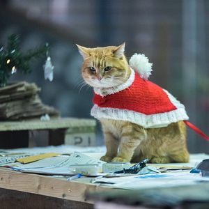 Photo Joyeux Noël Bob
