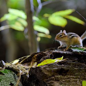 Photo Tiny World