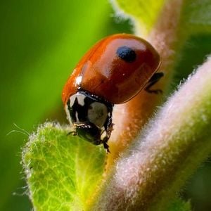 Photo Tiny World