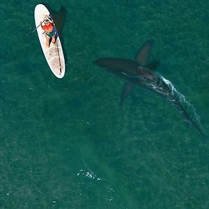 Photo La Saison des requins