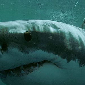 Photo La Saison des requins