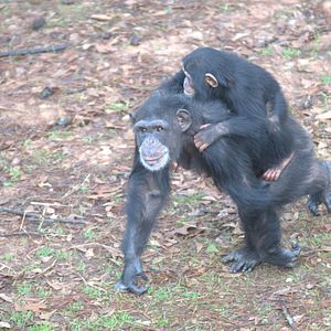 Photo Rencontre avec les chimpanzés