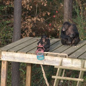 Photo Rencontre avec les chimpanzés