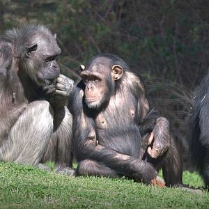Photo Rencontre avec les chimpanzés