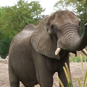 Photo Au cœur de Disney’s Animal Kingdom