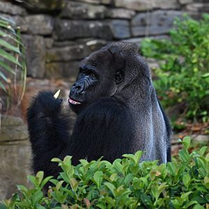 Photo Au cœur de Disney’s Animal Kingdom