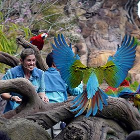 Photo Au cœur de Disney’s Animal Kingdom