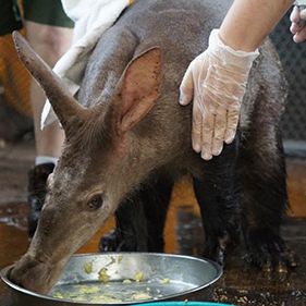 Photo Au cœur de Disney’s Animal Kingdom