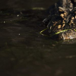 Photo Black Water: Abyss