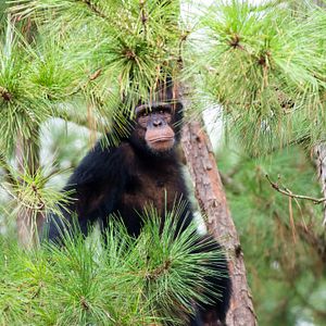 Photo Rencontre avec les chimpanzés