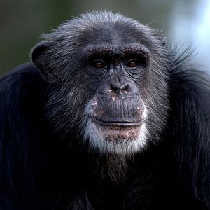 Photo Rencontre avec les chimpanzés