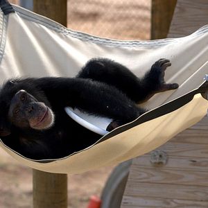 Photo Rencontre avec les chimpanzés
