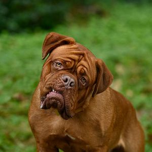 Photo Turner & Hooch