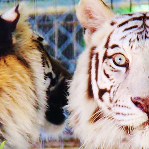 Photo Urgences Animales