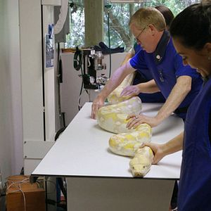 Photo Urgences Animales