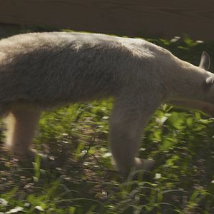 Photo Urgences Animales