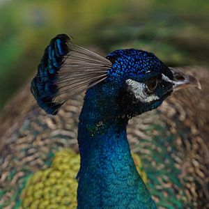 Photo Urgences Animales