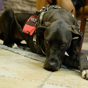 Photo Urgences Animales